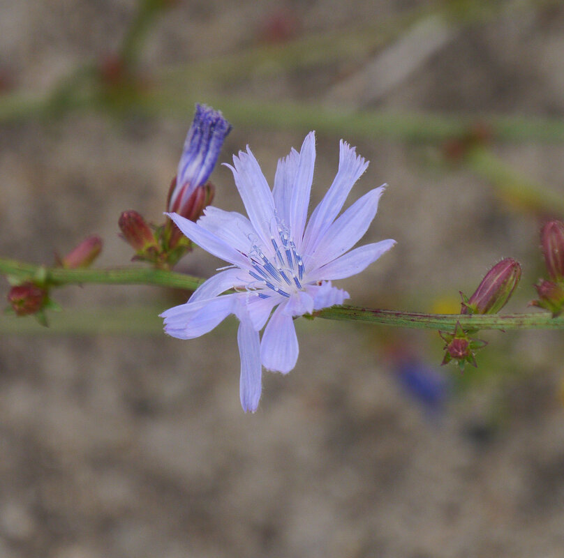 Цветок - Дмитрий Swan