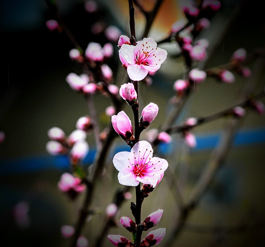 Апрель. Персик зацвёл. - Владимир 