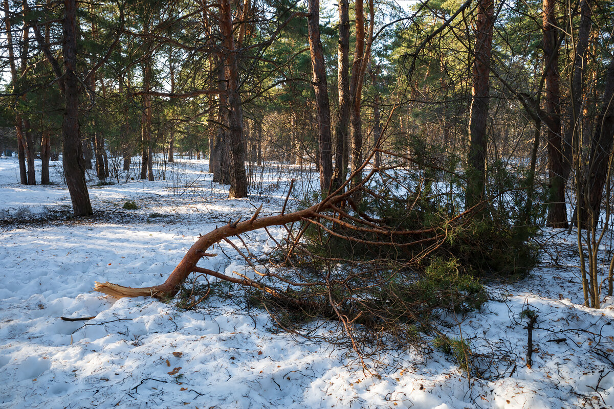 Весенний лесной пейзаж в марте - Александр Синдерёв