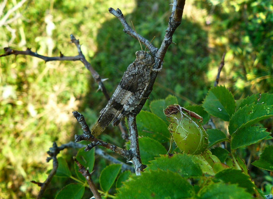 маскировка ,уровень 50+... - Александр Герасенков