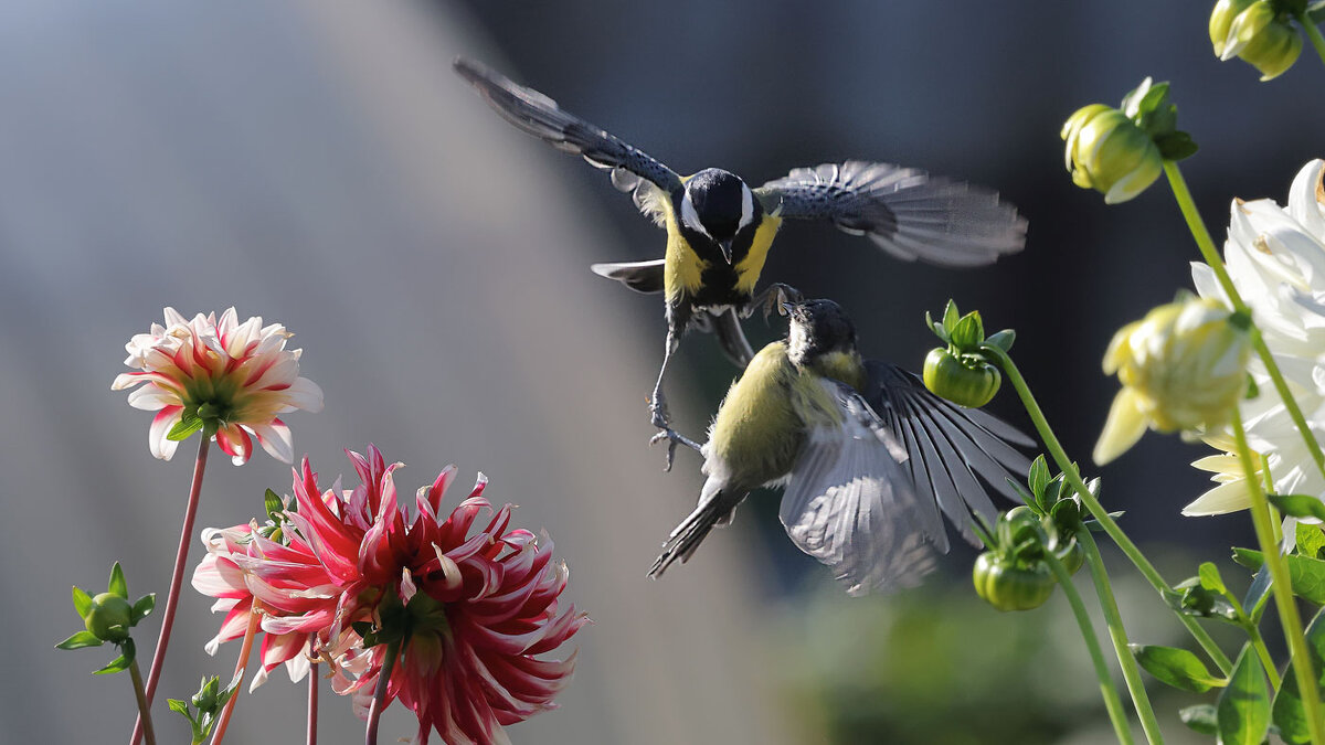 Не ждали... - владимир 