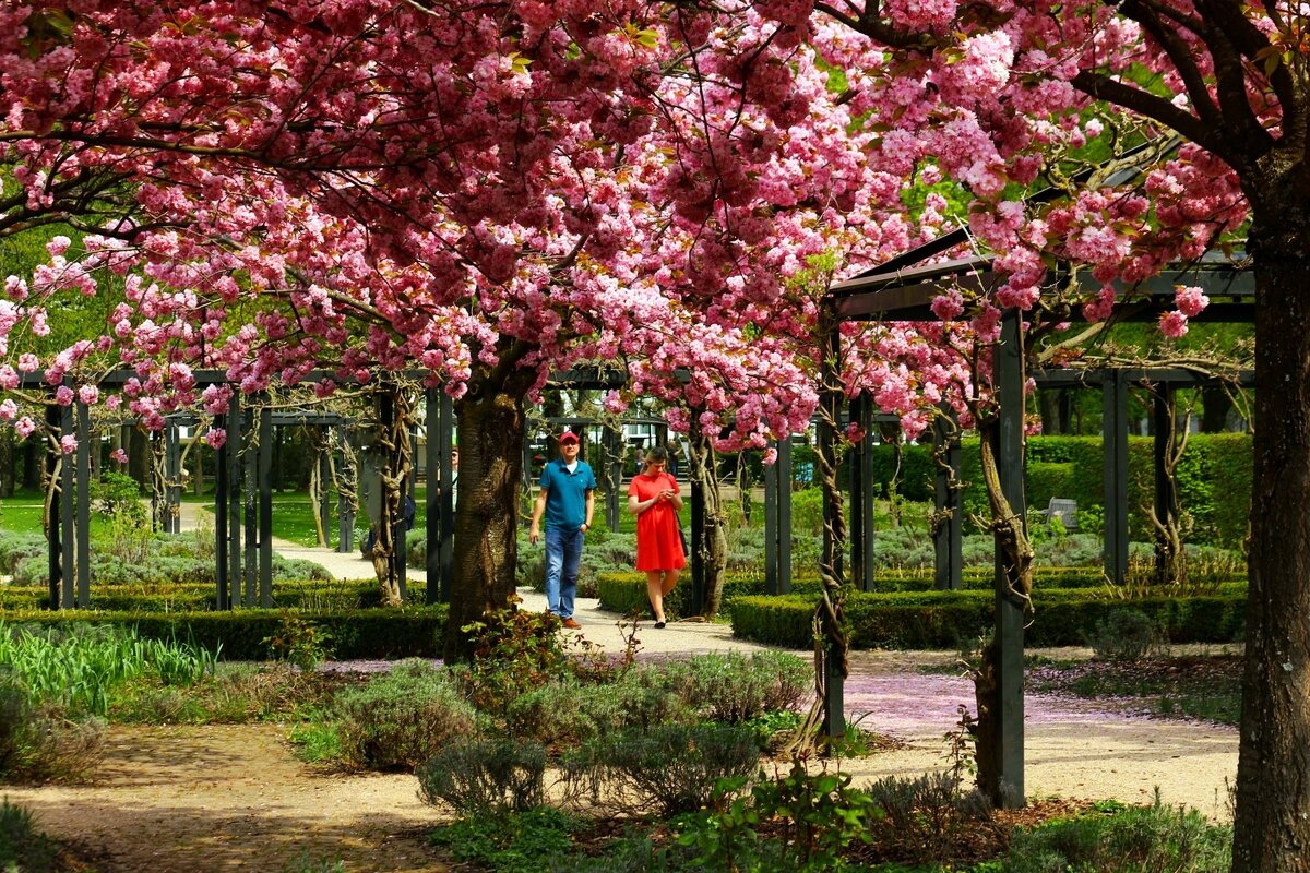 Сакура цветёт - Юрий. Шмаков