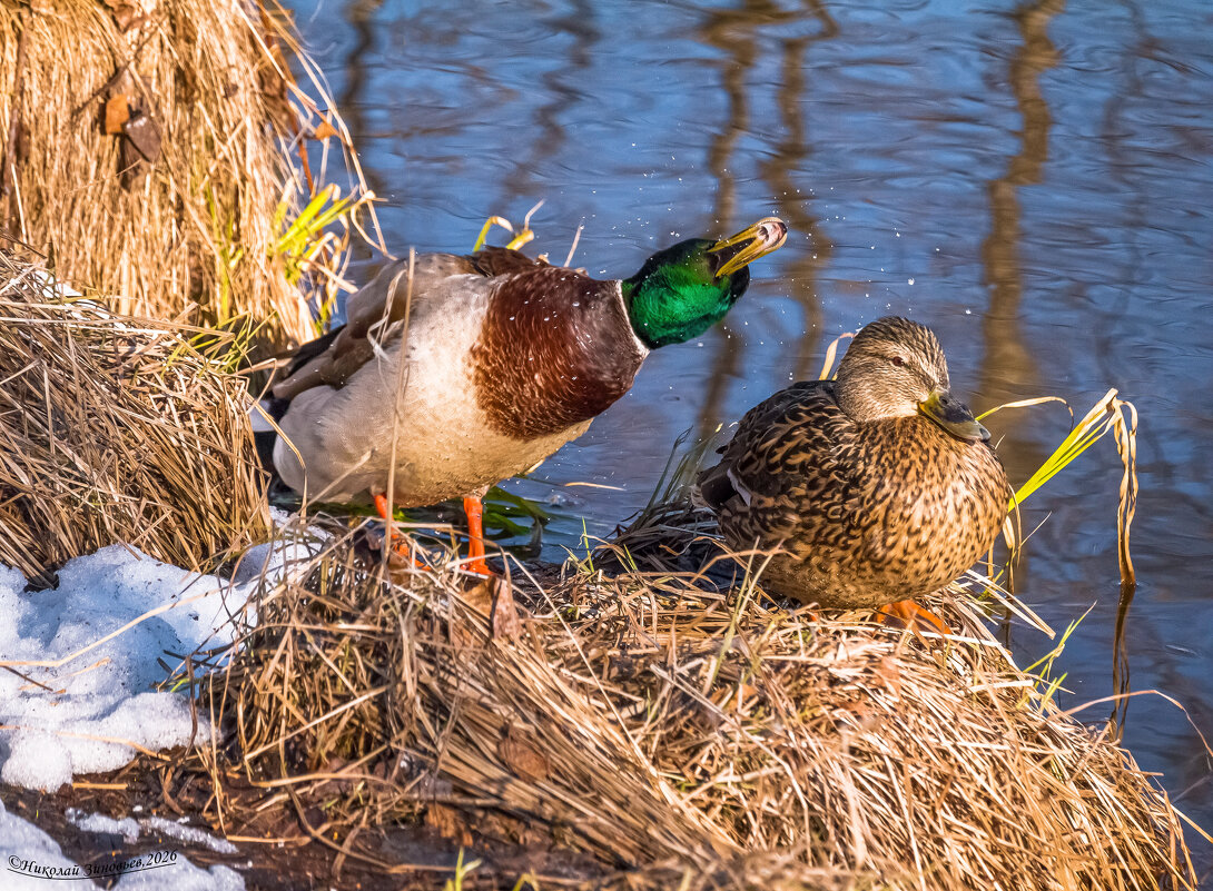 Ухта, Коми, река Чибъю, парковые уточки уже создают пары) - Николай Зиновьев Ухта, Коми, река Чибъю, парковые уточки уже создают пары) - Николай Зиновьев
