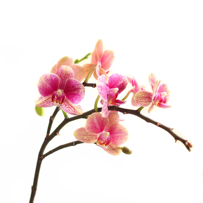 Моя коллекция орхидей - Irene Irene Моя коллекция орхидей - Irene Irene