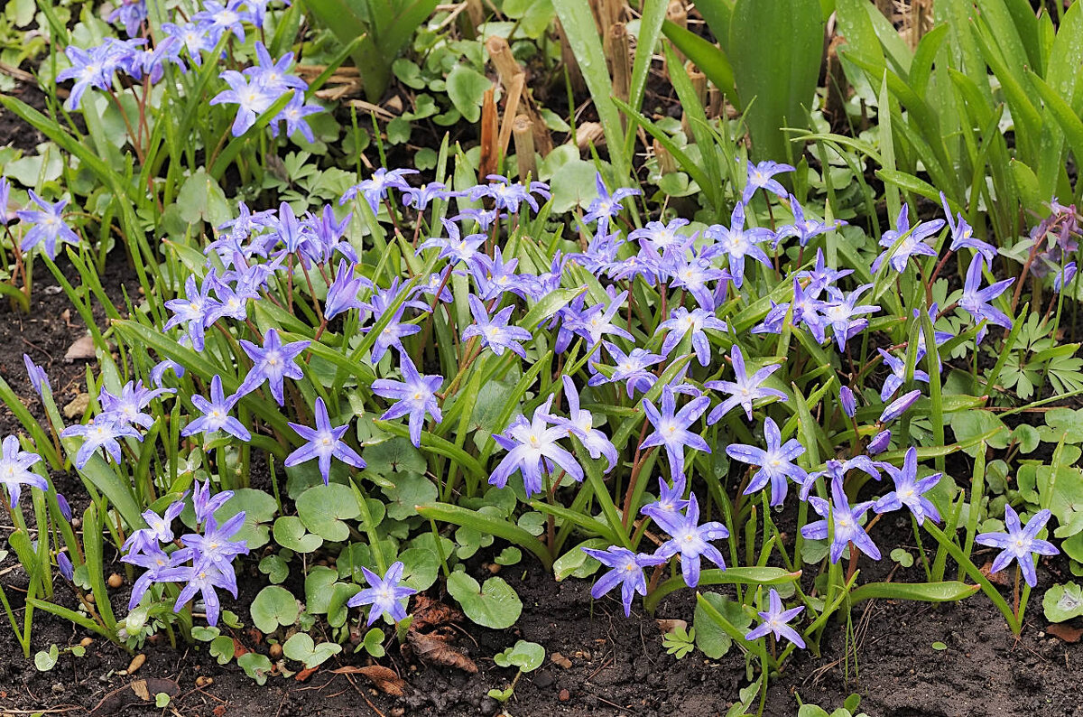 Хионодокса - Мария К. Хионодокса - Мария К.