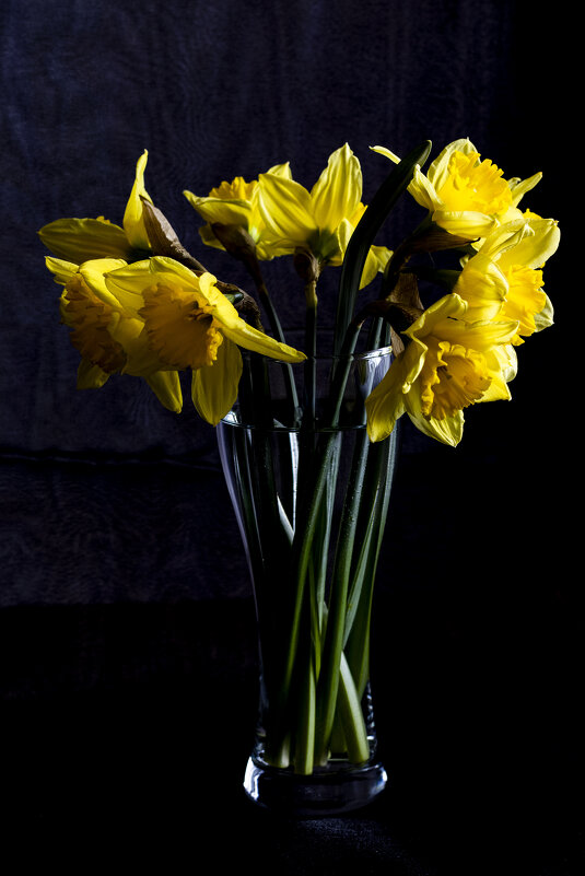 Нарцисы. - Николай 