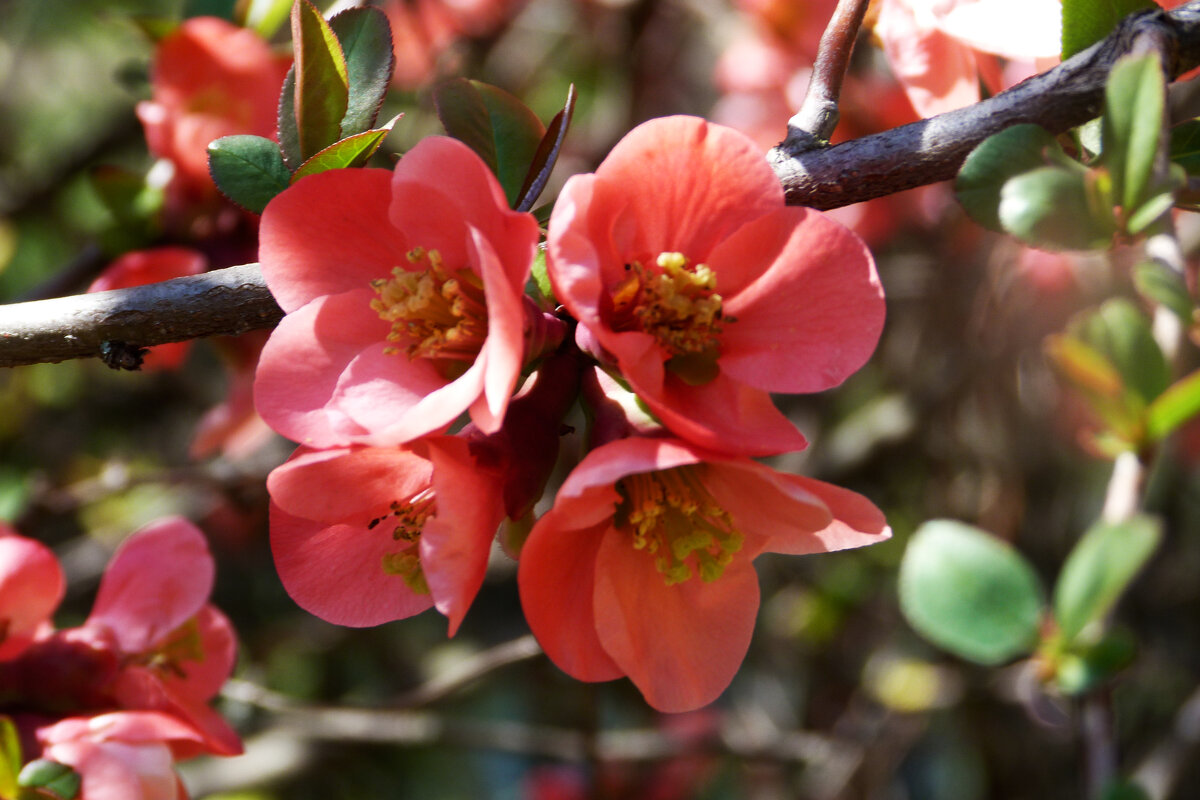 Японская  айва - Валентин Семчишин