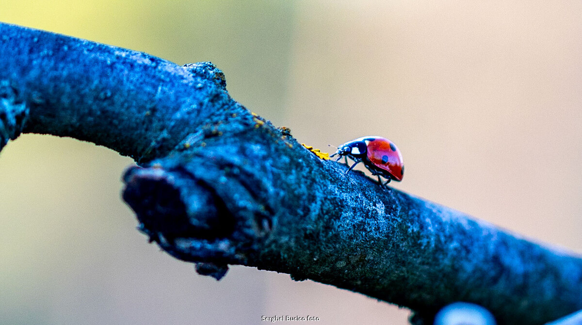 Buburuza - Serghei Bucico