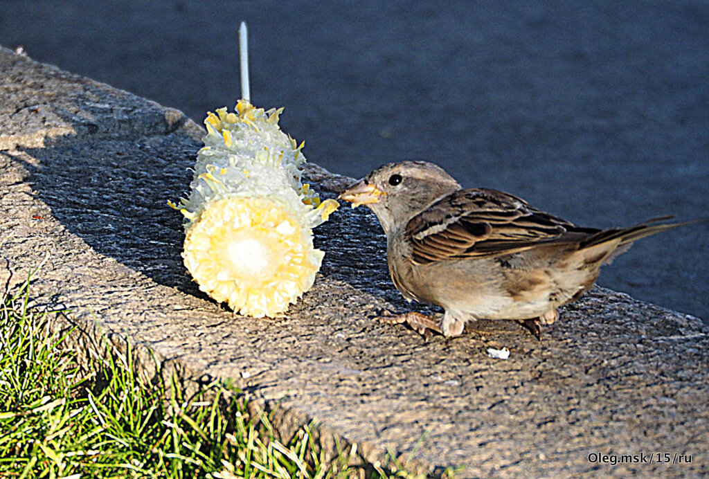 моё - Олег Лукьянов моё - Олег Лукьянов