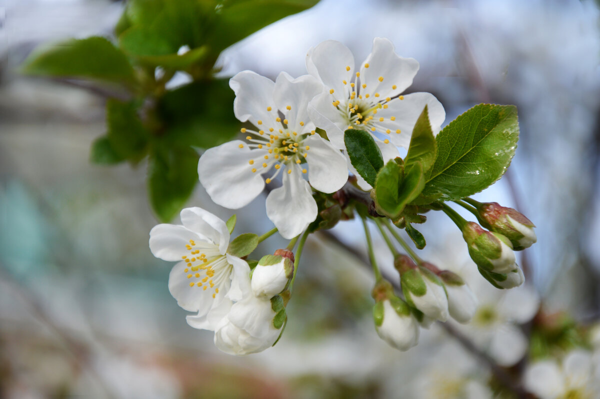 Вишня - Надежда Куркина 