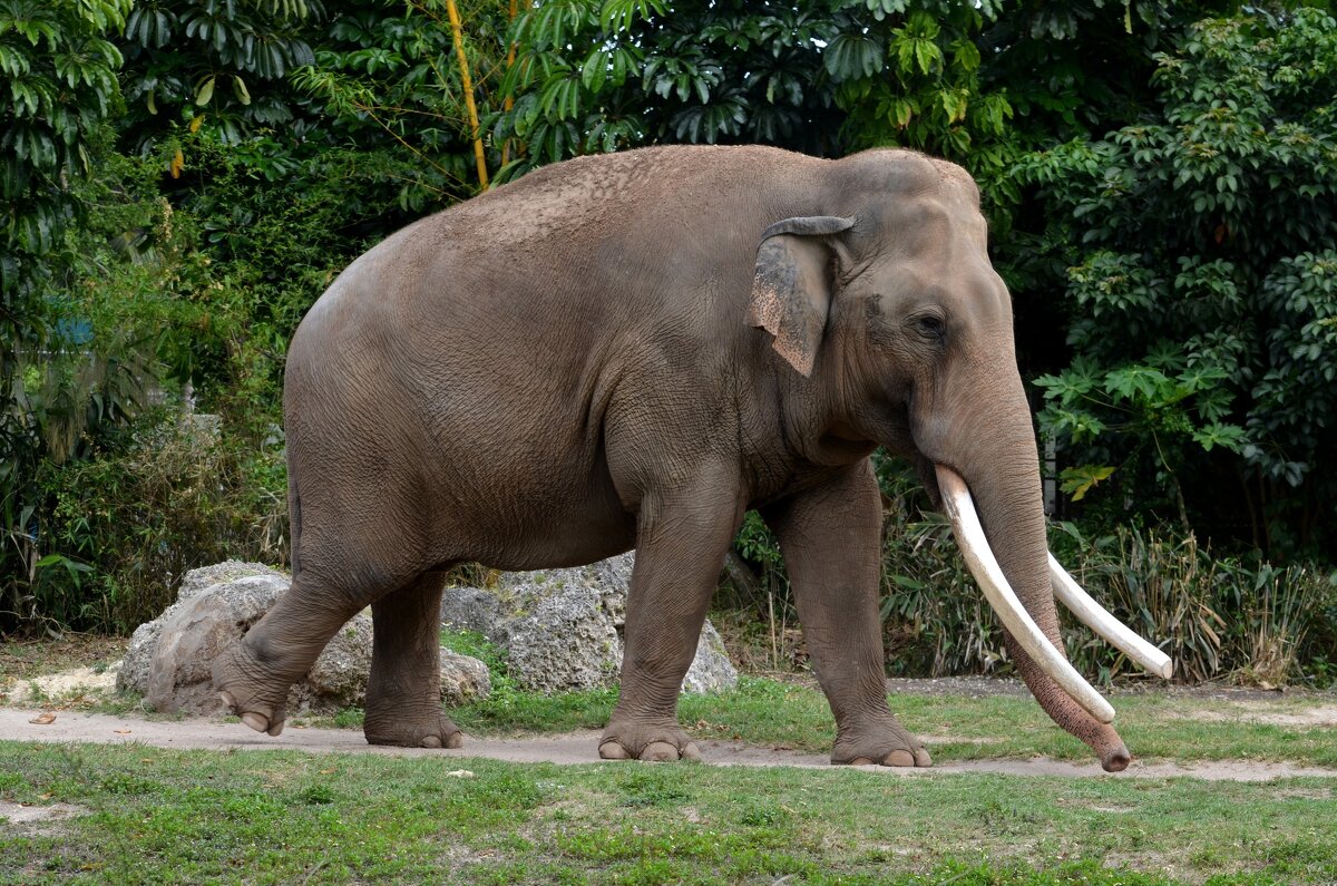 Слон - Таня Фиалка