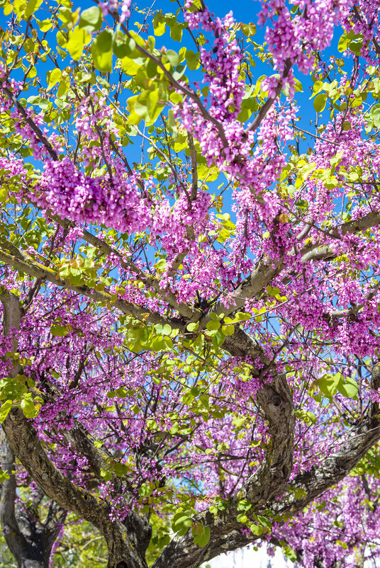 Цветение природы. - azambuja 