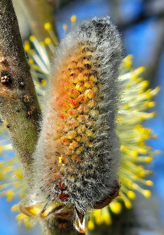 Весна.Верба - Михаил Свиденцов
