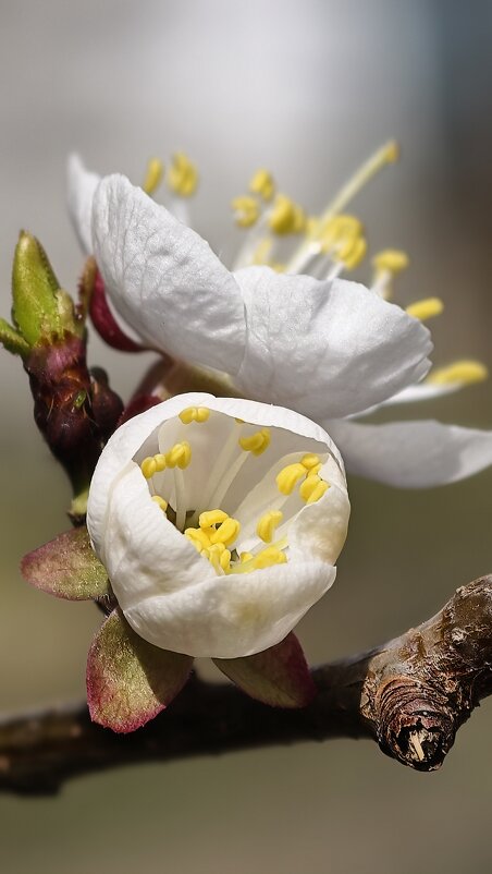 Цветет абрикос - Мариша Тим