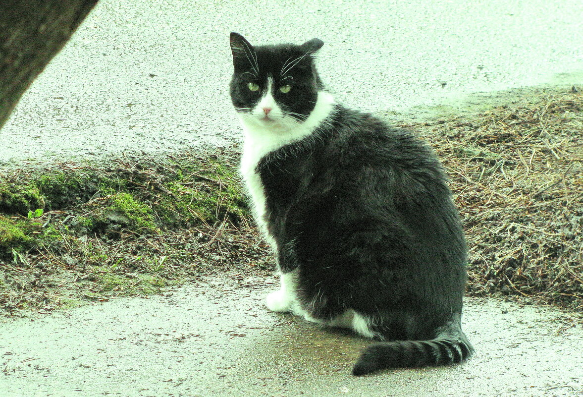 Вышел на улицу - Людмила Смородинская Вышел на улицу - Людмила Смородинская