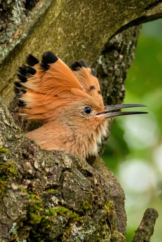 Удод в гнезде (молодой) - Владислав Иопек