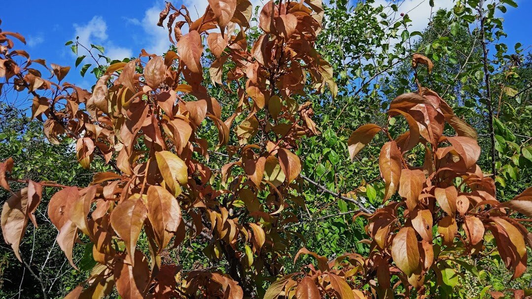 сентябрь в Екатеринбурге - Елена Шаламова
