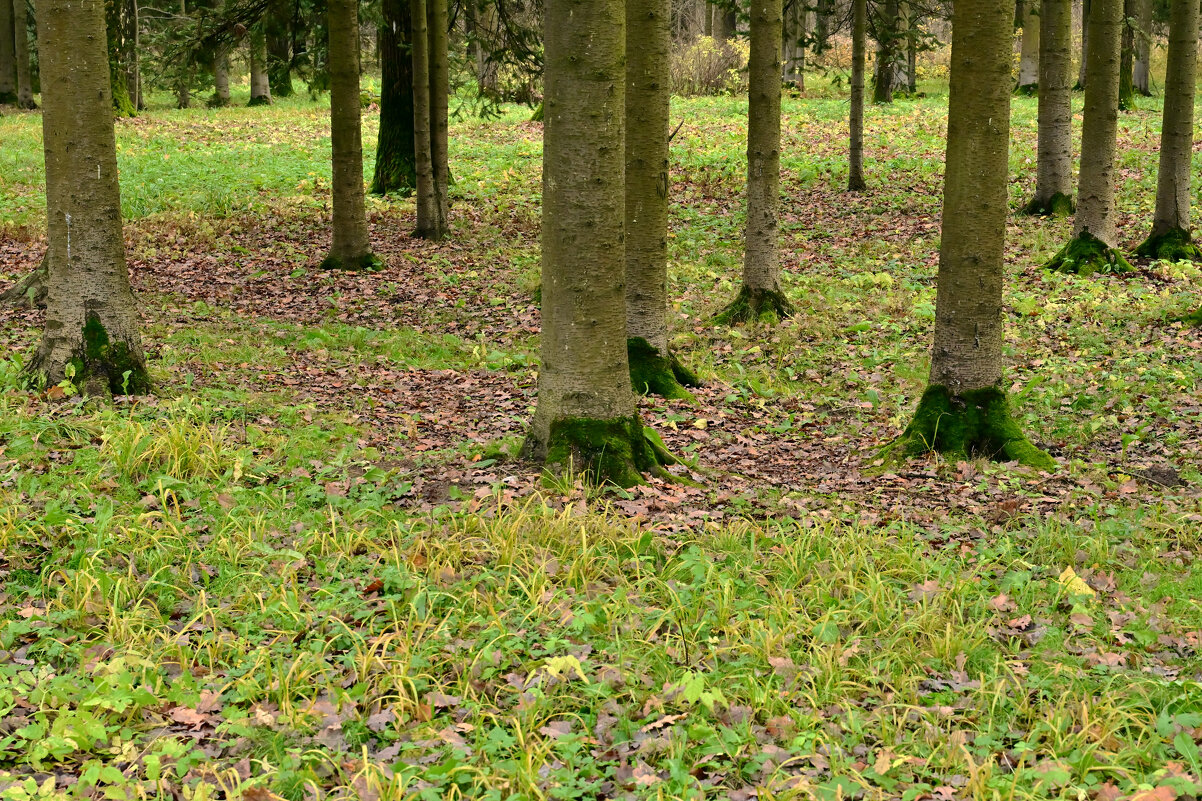 Ноги - Валерий Пославский Ноги - Валерий Пославский