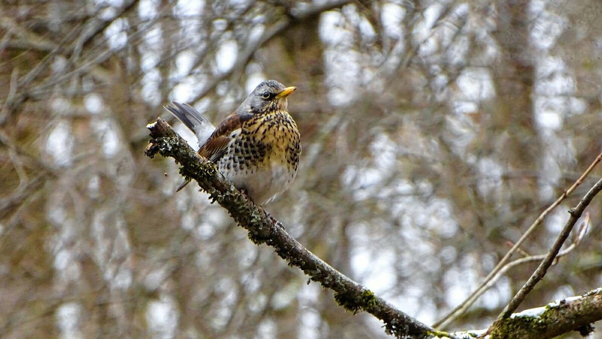 Певчий дрозд - Милешкин Владимир Алексеевич Певчий дрозд - Милешкин Владимир Алексеевич
