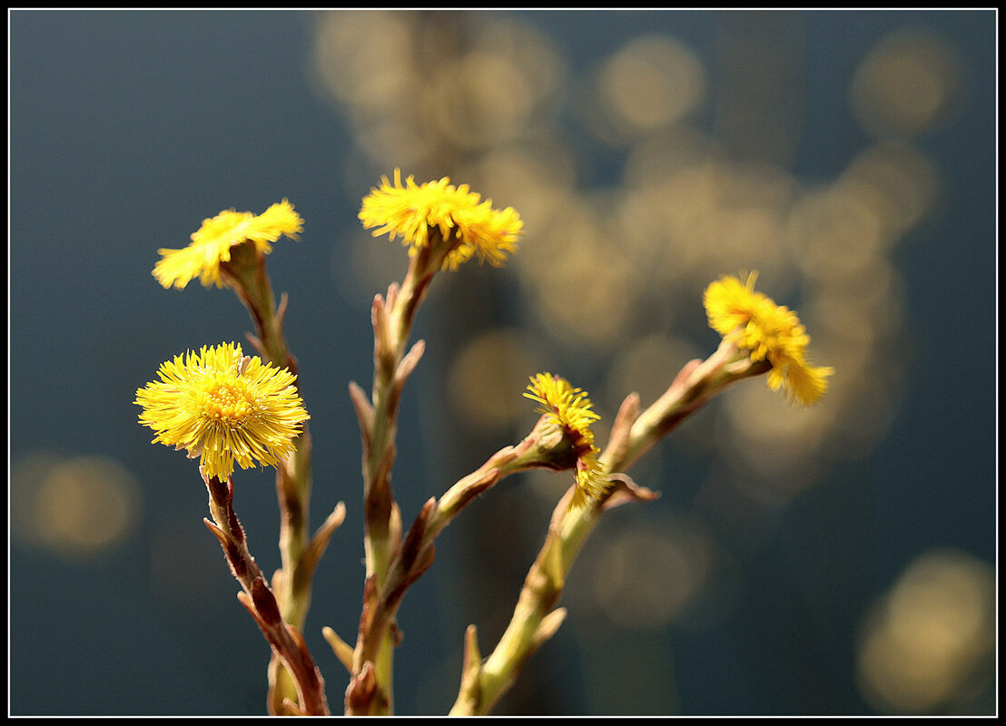 Вышла на арену весны Мать и мачеха - Aleksandr Gal Вышла на арену весны Мать и мачеха - Aleksandr Gal