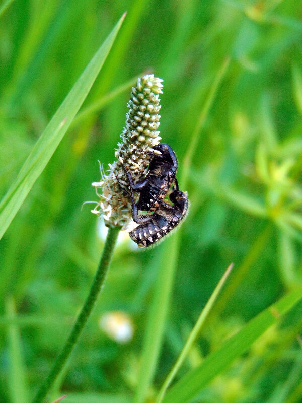 Про жуков. - nadyasilyuk Вознюк