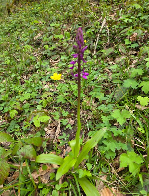 ЯТРЫШНИК - Tata Wolf