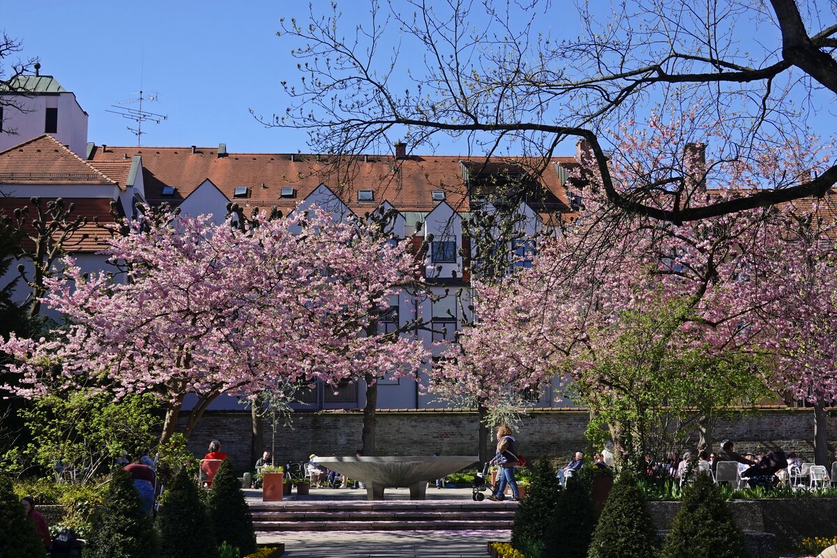 Любимый дворик в цвету сакуры... - Галина 