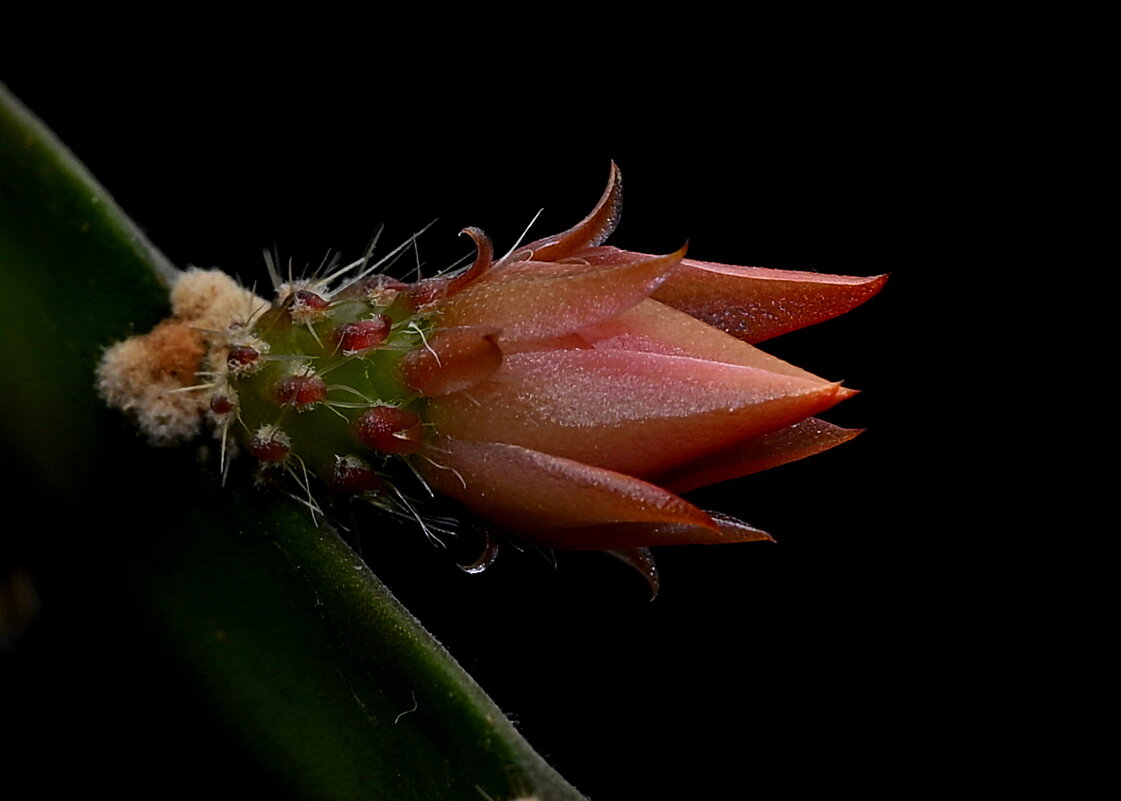 эпифилум - Aleksandr . эпифилум - Aleksandr .