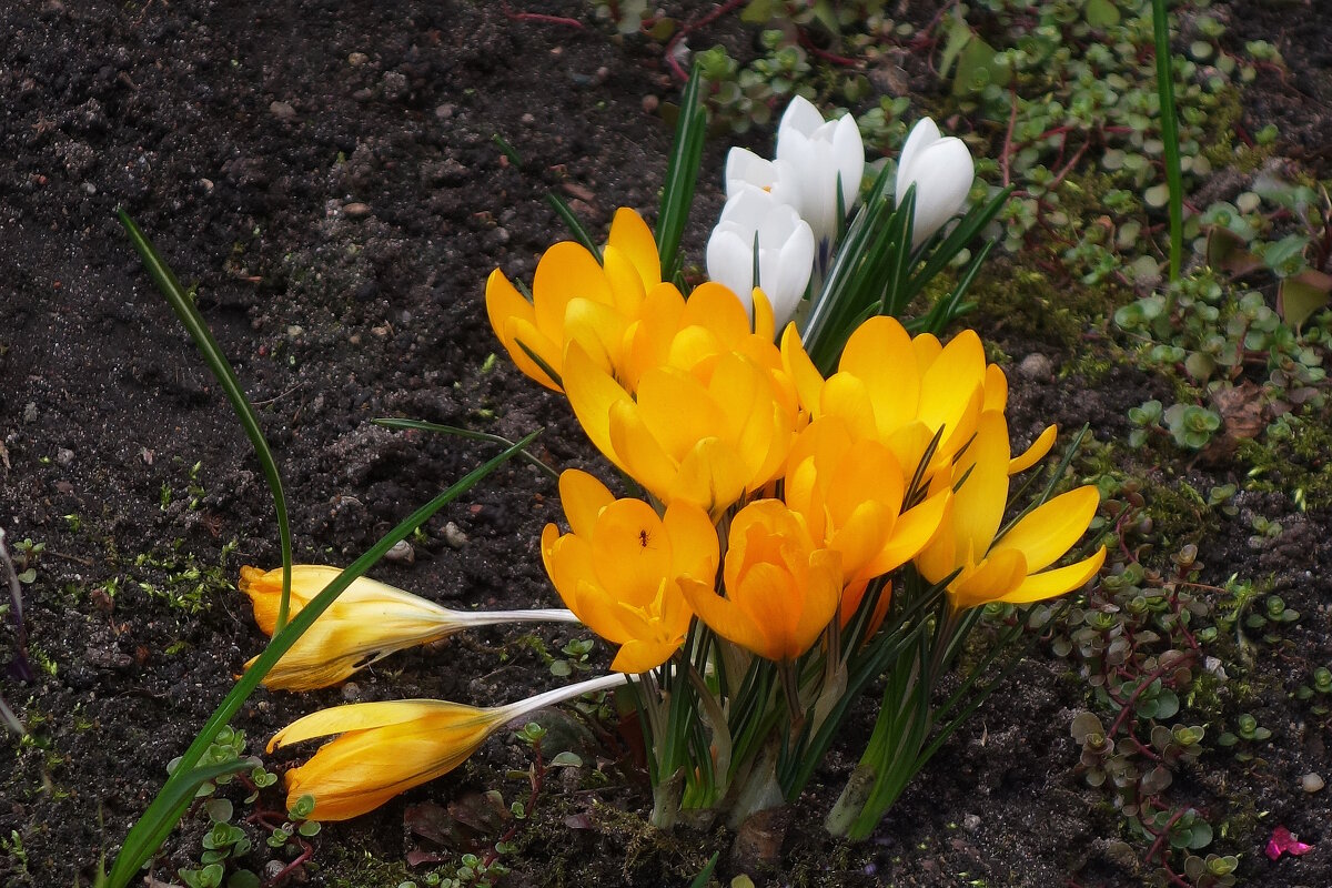 Крокусы - Рита Симонова