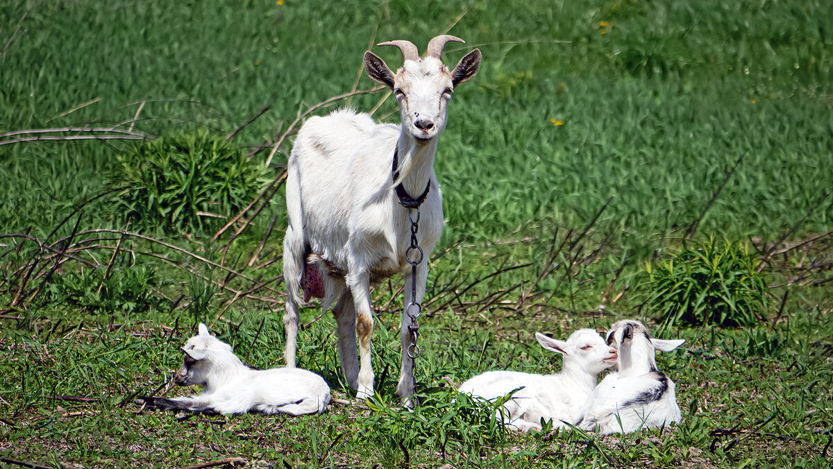 Козлятушки ребятушки - Alexandеr P
