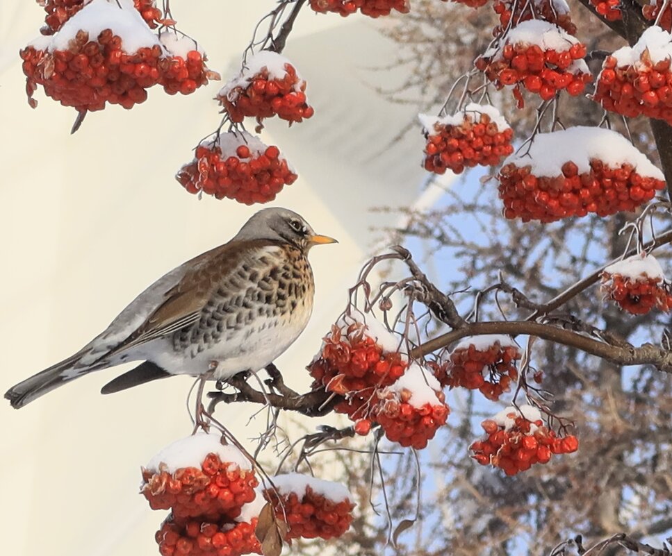 В городе зимой - Галина Козлова В городе зимой - Галина Козлова