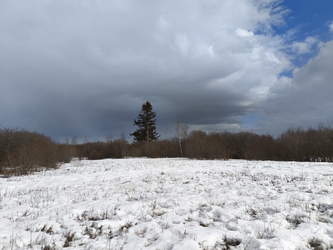 Ель на острове - Anna Ivanova