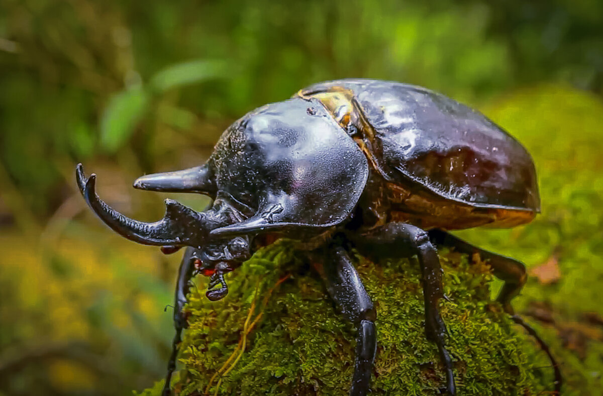Жук-носорог - Aleksey Afonin