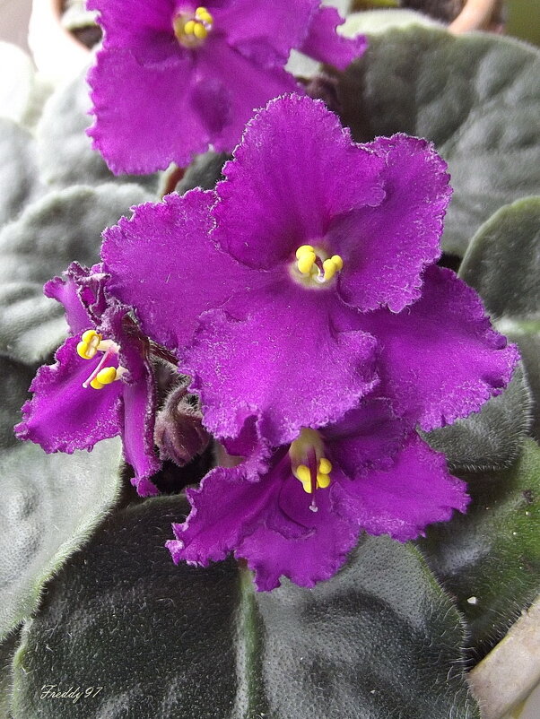 Фиалка - Freddy 97 Фиалка - Freddy 97