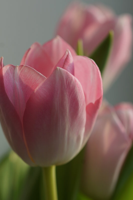 Тюльпаны - Наталия Григорьева Тюльпаны - Наталия Григорьева