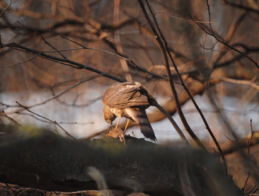 *** - Leon Bergman *** - Leon Bergman