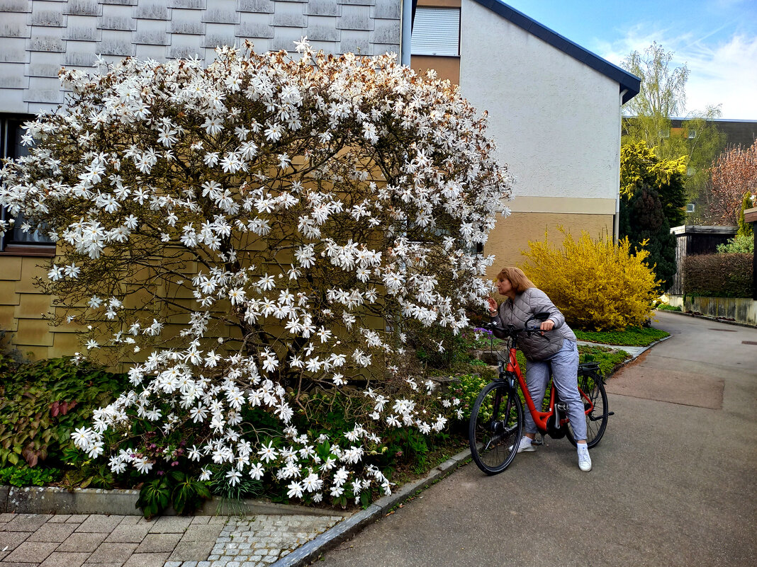 Цветёт белая магнолия - Сергей Порфирьев Цветёт белая магнолия - Сергей Порфирьев