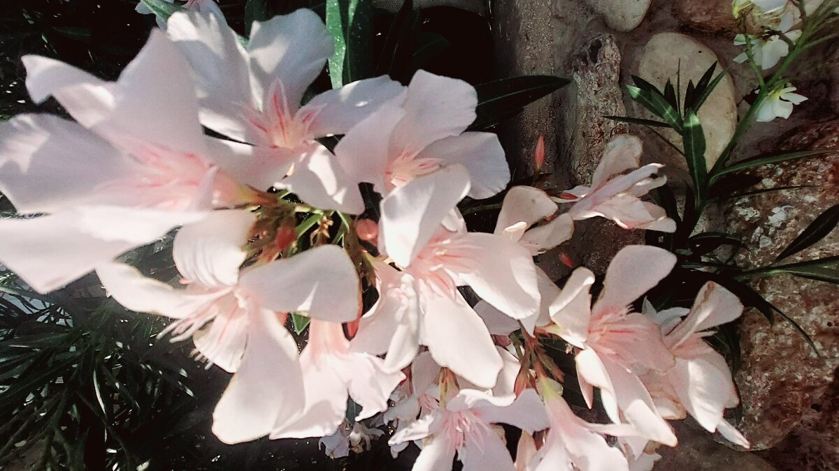 14  КЛОС (126) - CLOSE WAYS ALL