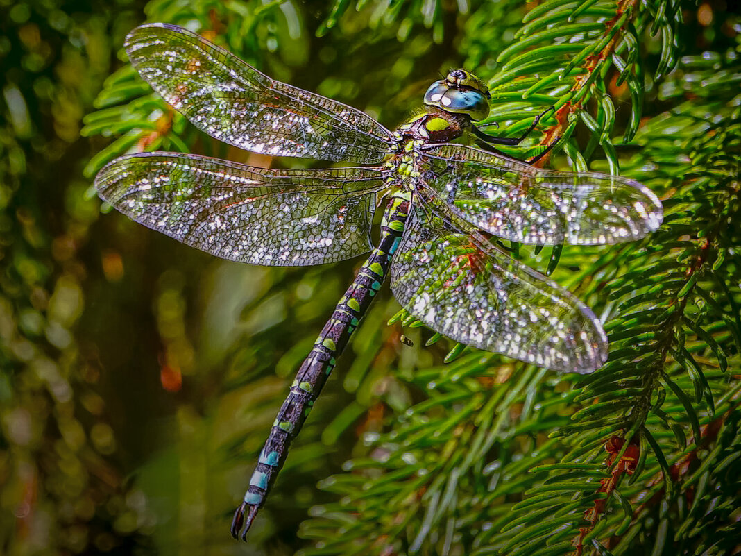 Стрекоза Дозорщик-император - Aleksey Afonin