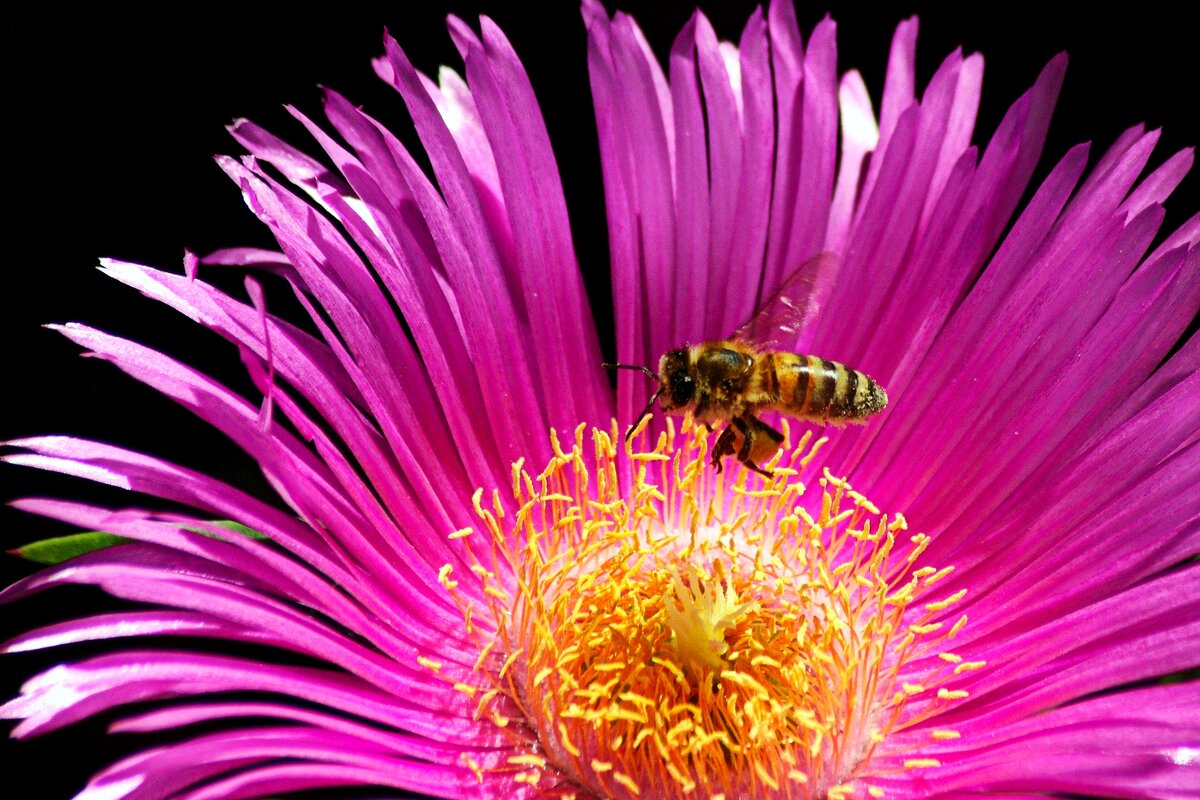 За мёдом - Юрий. Шмаков