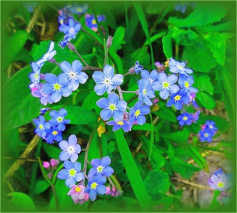 Незабудки - Наталья ***