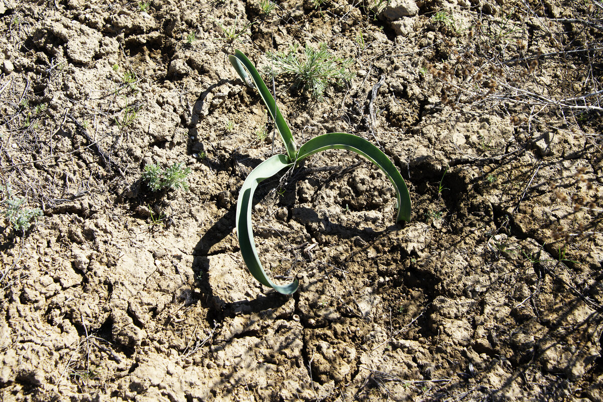 Степной тюльпан - Анатолий Чикчирный