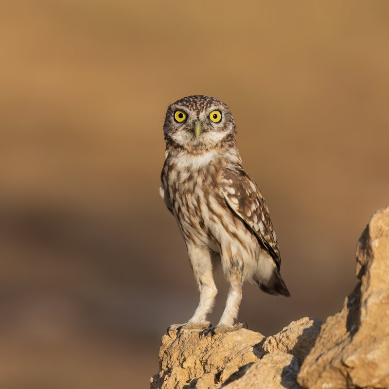 *** - Евгений Фруман