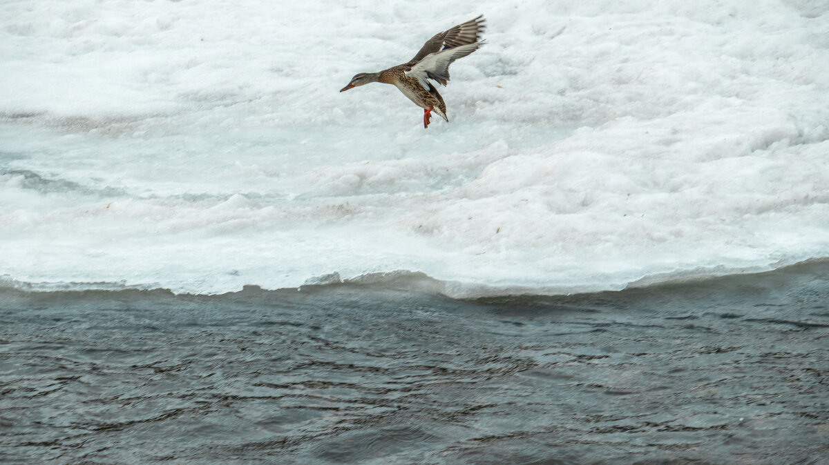 Весенняя утка - Roman Freewind