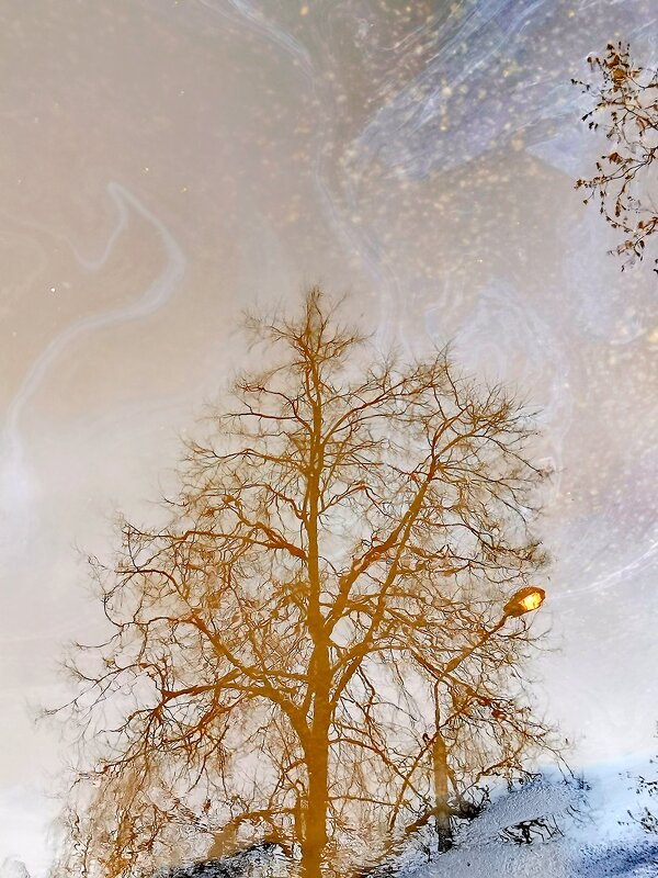 Отражение в луже. - Любимова Ольга 