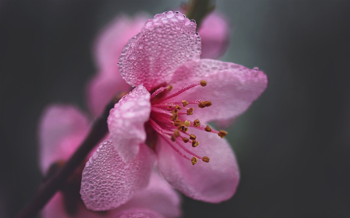 Цветение - Лилия . Цветение - Лилия .
