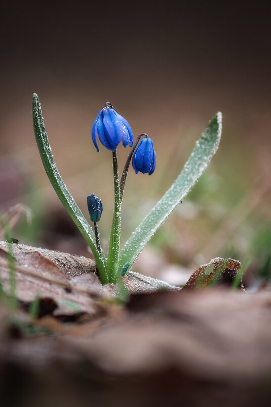 Весна на пороге - Александр ...
