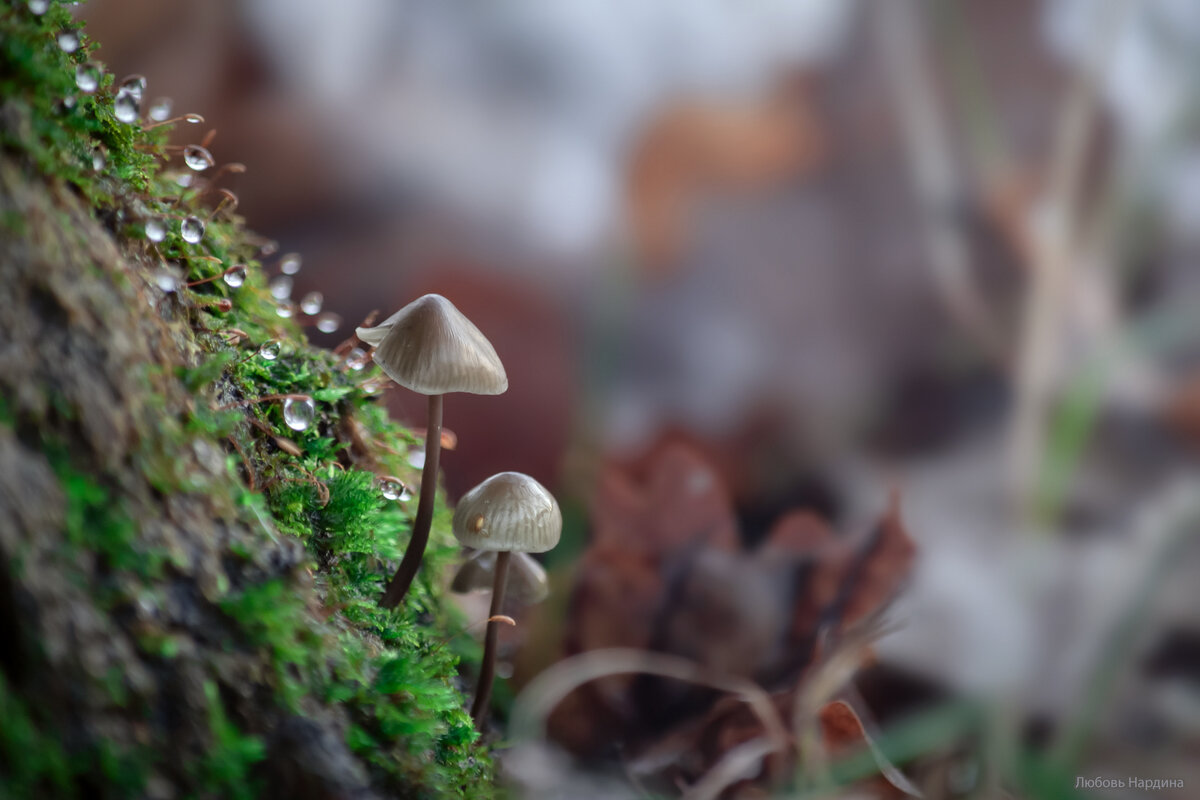 Малютки - Любовь Нардина Малютки - Любовь Нардина