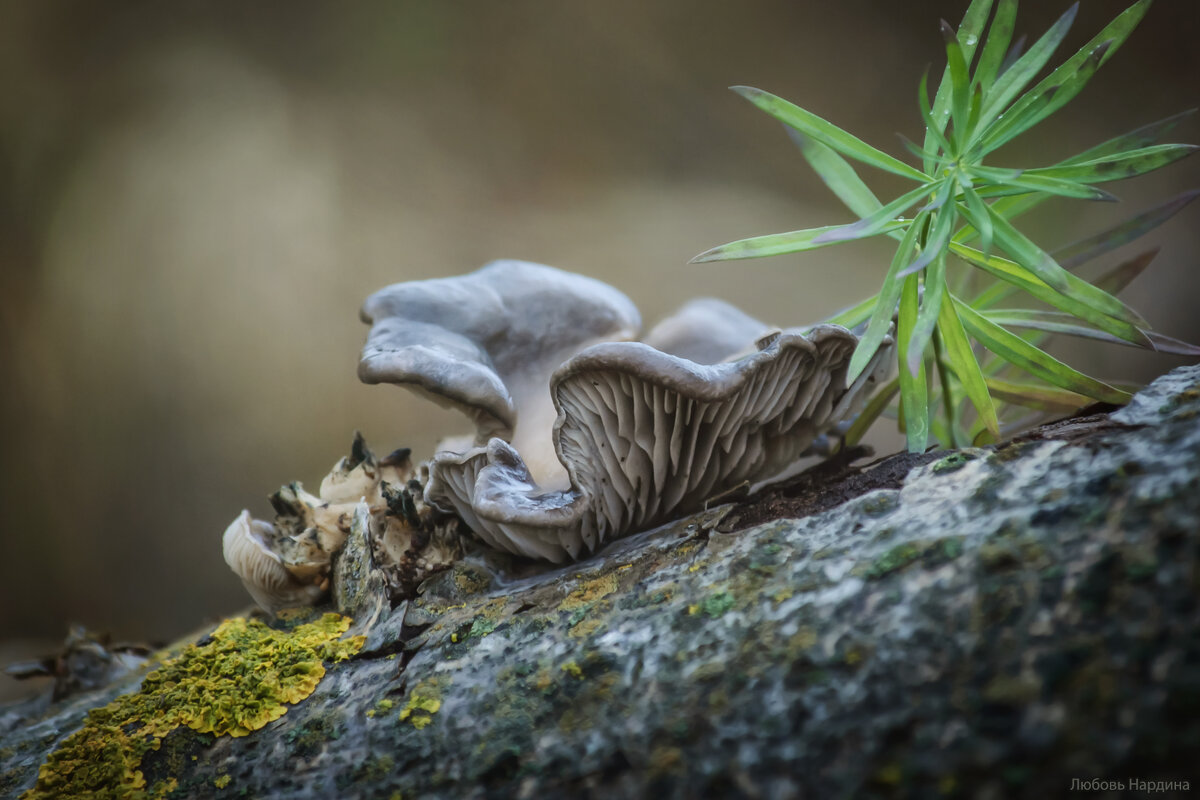 *** - Любовь Нардина