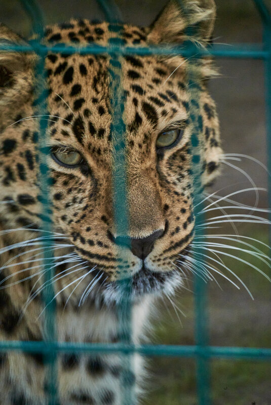 ЛЕОПАРД - Александр Леонов